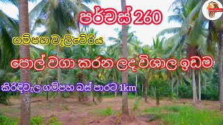 පොල් වගා කරන ලද පර්චස්260 ලොකු ඉඩමක් ගම්පහින්🔥 land for sale in gampaha kirikiththa property selling