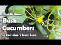 How to Grow Cucumbers in Containers from Seed - Bush Cucumber Planting Guide for Small Gardens