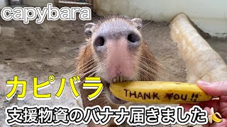 【カピバラcapybara】 支援物資のバナナを丸かじり♫ Capybara eats the banana from the guests