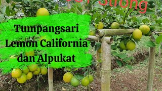 #InvestasiPertanian : Tumpangsari Lemon California dan Alpukat