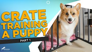 Part 1: Tricks and Tips for Crate Training a Puppy!