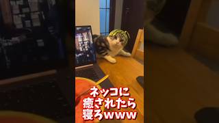 ネッコの動画で癒されたら寝ろｗｗｗ　#2ch #2chまとめ 動物スレ #2ch面白いスレ #動物 #犬 #猫 #癒やし #ねこ動画