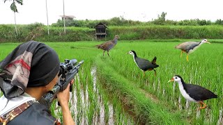 WOW‼️BERBURU DI SAWAH SARANG BURUNG RUAK RUAK