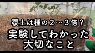 覆土には籾殻を使うと発芽が良くなる？　発芽実験してわかったこと【自然農】【種まき】【初心者】【自然栽培】【三島の自然菜園まめまめクラブ】SuSAN