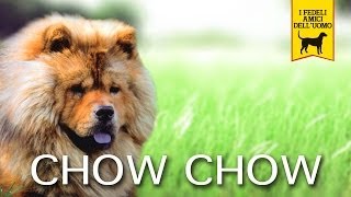 CHOW CHOW trailer documentario