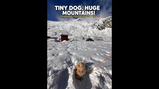 Is Andermatt Dog Friendly? 🇨🇭 Swiss Alps spot