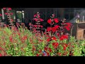 trying to capture bees on the tropical sage salvia