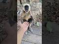 Monkey funny short | #shorts #trending #funny