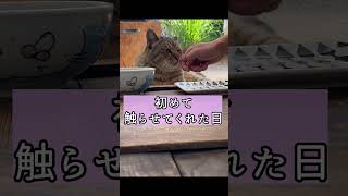 家猫になりたいと夢見た野良猫が頑張った結果… #shorts #君に捧げる応援歌