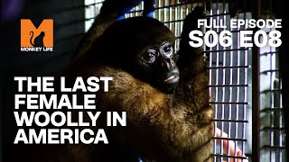 The Last Female Woolly In The USA | Season 6 Episode 8 | Full Episode | Monkey Life