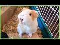 Best guinea pig noises of 2019 *WARNING: LOUD!*