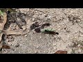 大きなアリのような虫が獲物のいもむしを一生懸命に運ぶ　a large ant like insect was carrying the caterpillar with all its might.