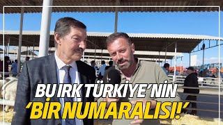 Bu Irk Türkiye’nin 'Bir Numaralısı!'