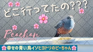 私が24時間留守にしたら…イソヒヨドリのピーちゃん🌸