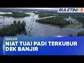 BANJIR | Sawah Tenggelam, 39 Petani Rugi Hampir RM1 Juta