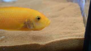 Red Zebra Cichlid Fry Release