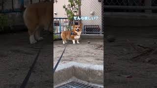 ボールをとって欲しい飼い主にイケズな顔するコーギー犬コナン