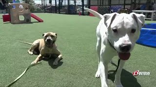 Volunteers help dogs thrive behind the scenes at Helping Hands Humane Society
