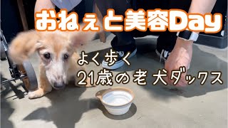 老犬ダックス、美容院に同伴。新しい場所と人に緊張気味なボニー