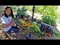 Filipina Gardening Harvest In America | Early Summer Abundance