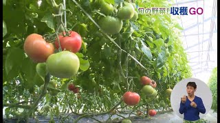 藤沢で生産される農産物を収穫に行きます(トマト）＊チャンネル登録お願いします！！(^o^)／