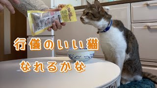 食事マナーのいい猫と朝ごはんを食べる /多頭飼いの猫だってお母さんを独り占めしたい