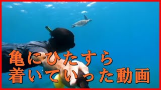 アオウミガメにひたすらついていく動画