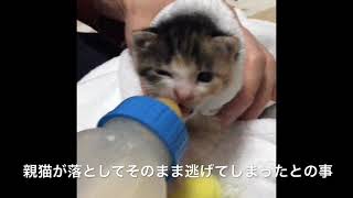 まさかの生後５日の三毛猫を保護  〜ヒヤヒヤの毎日〜