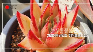 늘푸른꽃농원 신상 아이들 ~저렴이 💥루비틴트ㆍ매직쨈골드 멋진대품창피가르~/korean succulents plants 💖