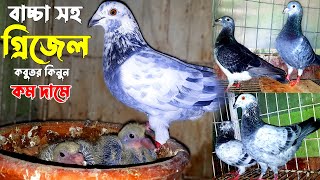 গ্রিজেল কবুতর কিনুন | বিক্রি হবে গ্রিজেল কবুতর | গ্রিজেল কবুতরের দাম |  drizzle pigeon price |