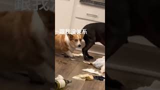 柯基：不是我弄的啊，我先走一步好 （素材来源@Animal BaBy）狗狗的心思都写在脸上了 艺术在抖音  搞笑画画 狗狗