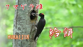 クマゲラ 【熊啄木鳥】　営巣木にメスとオスが交代で給餌中です。