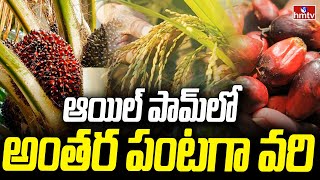 ఆయిల్‌ పామ్‌లో అంతర పంటగా వరి | Use These Methods Get Huge Profits In Farming | hmtv agri