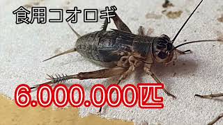 ［代替タンパク質］昆虫食・食用コオロギ #crickets #farm #昆虫 #コオロギ