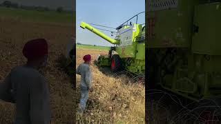 1st day of moong harvesting by Vishal 435