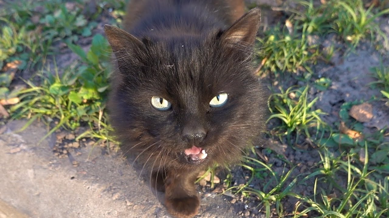 Only Black Cat Meow Youtube