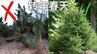 植物过冬攻略 室外植物如何度过严寒 How to Protect Plants in Winter