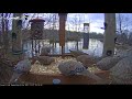 Mourning Doves Line Up For Their Turn At The Cornell Feeders – Nov. 21, 2017