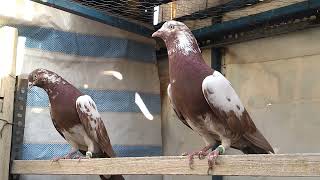 Welcome to the English Tipler Pigeon YouTube channel.