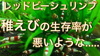 レッドビーシュリンプ　稚えびの生存率が悪いような....