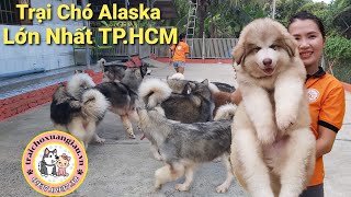 TRẠI CHÓ ALASKA LỚN NHẤT TP.HCM | Trại Chó Xuân Giàu | Liên Hệ : 0937. 0937. 32