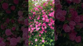 Erin’s Rose Garden Style-6療癒系列玫瑰花園與造景(pink summer snow)#バラ#Roses