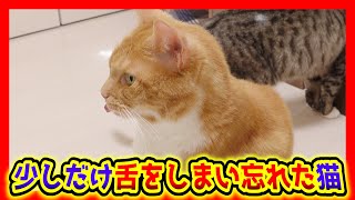 少しだけ舌をしまい忘れた猫が可愛い。舌の出る様子をスローで観察。