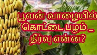 பூவன் வாழையில் கொட்டை பழம் எப்படி தடுப்பது ||  seediness in poovan banana how to management