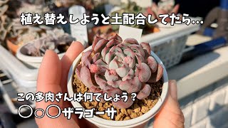 【多肉植物】土から夏に強い多肉に！土配合していたら…【にじいろクックママ】