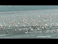 flamingoes at sewree 26 feb 2014