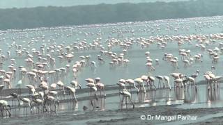 Flamingoes at Sewree 26 Feb 2014