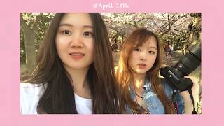 Off Record VLOG #1 Washington D.C. 🌸 四月华盛顿赏樱花🌸