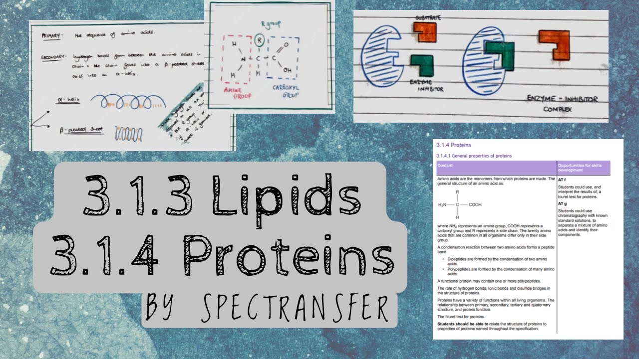 EASY REVISION AQA A-level Biology 3.1.3 Lipids & Proteins By ...