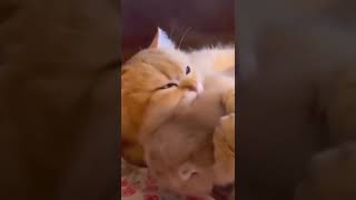 OMG So Cute ♥ Best Funny Cat Videos Part 397 | #shorts #cute #cats #animal #respect